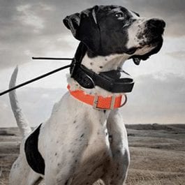 Gun Dog Supplies