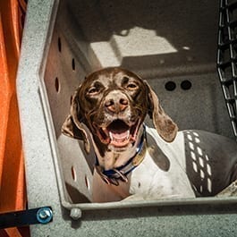 Gun Dog Supplies