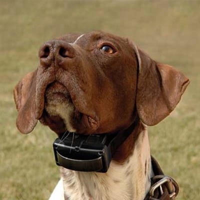 Bark Collars