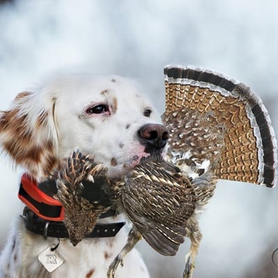 Beeper Collars