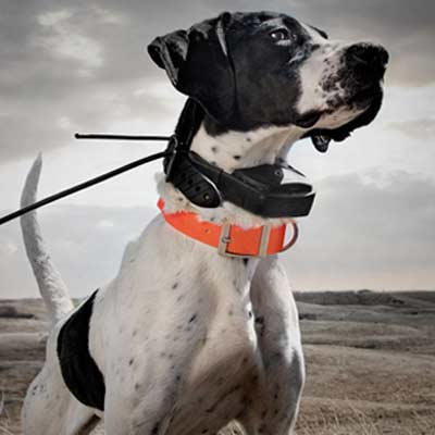 Tracking Collars