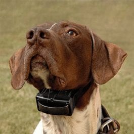 Gun Dog Supplies