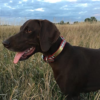 Dog Collars