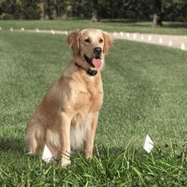 Gun Dog Supplies